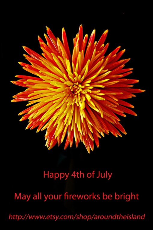 "Firework" Chrysanthemum
